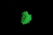Nachleuchtpigment (TLP + NLP UV-ZnS) 200g - grün